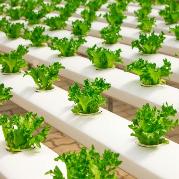 Farming Smarter, Saving Nature