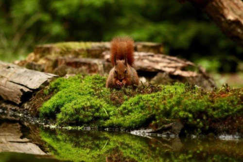 Hidden Wildlife of the Willunga Basin Revealed