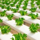 Farming Smarter, Saving Nature