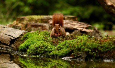 Hidden Wildlife of the Willunga Basin Revealed