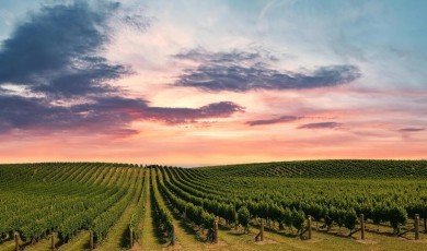 Des vignes aux vallées. Protéger la beauté de Willunga